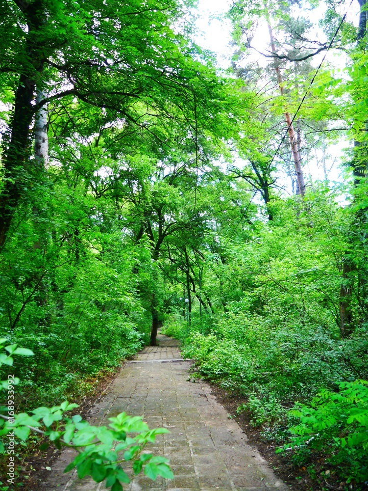 Obraz premium Wanderweg im Wald im Grünen