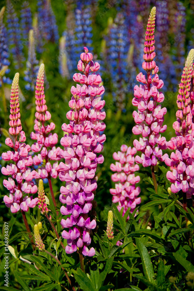 Obraz premium Lupines