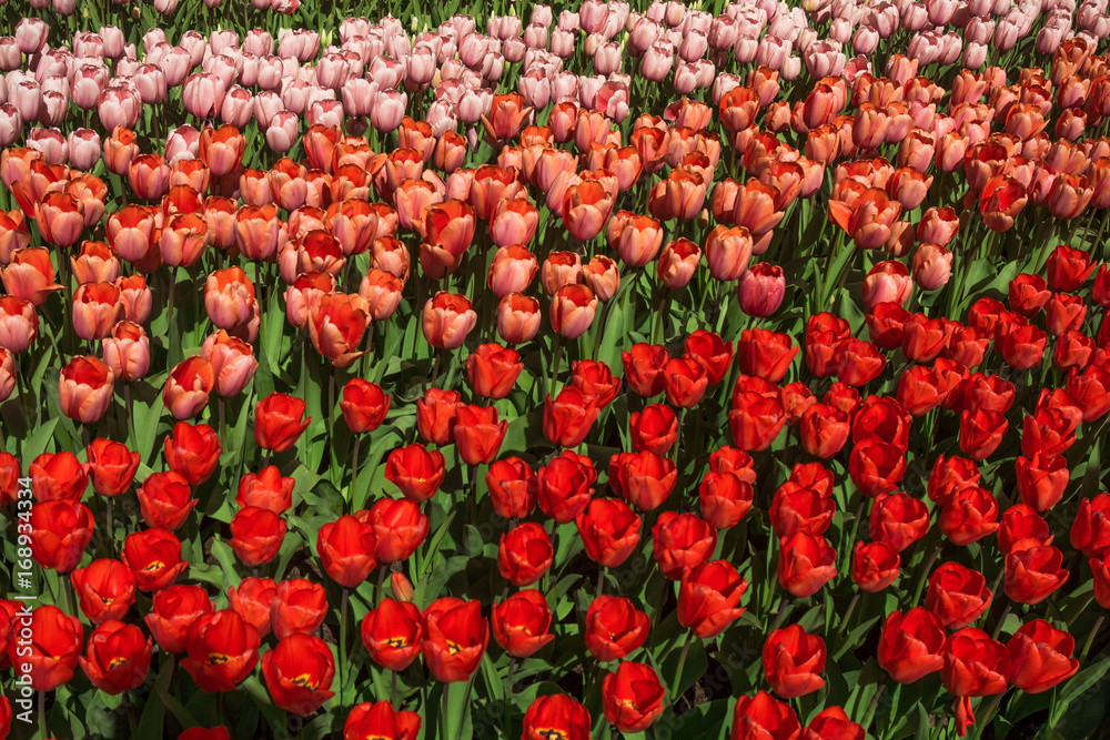 Beautiful spring flowers. tulip flowers field Beautiful spring flowers. tulip flowers field