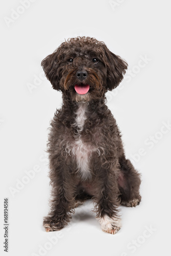 Schnauzer And Poodle : Suchen Sie Nach Happy Schnoodle Puppy Schnauzerpoodle Mix Stockbildern In Hd Und Millionen Weiteren Lizenzfreien Stockfotos Illustrationen Und Vektorgrafiken In Der Shutterstock Kollektion Jeden Tag Werden Tausende Neue Hochwertige Bilder, Maybe you would like to learn more about one of these?