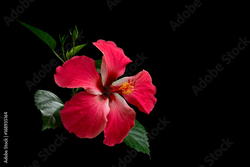 Φωτογραφία Hibiscus red flower on black background