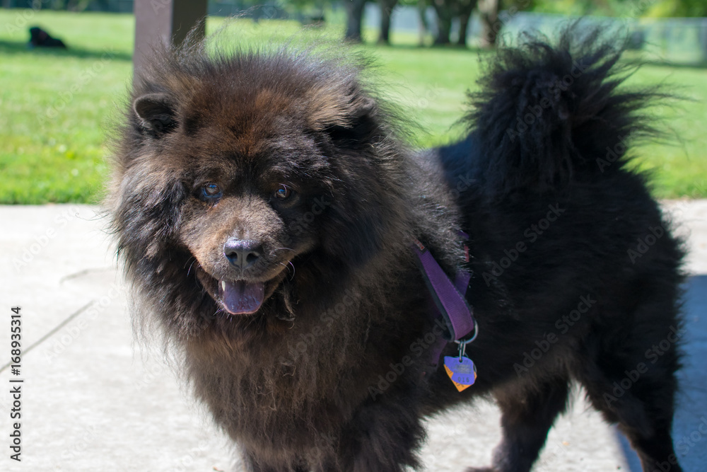 Fototapeta premium Pom 5