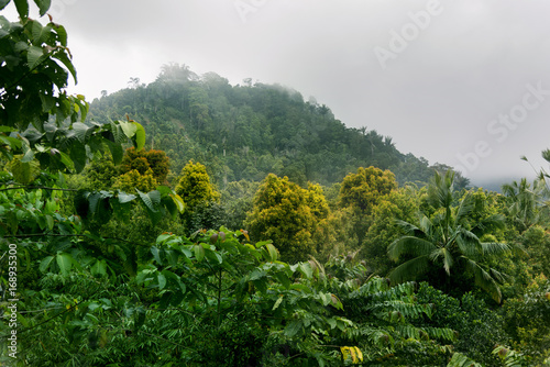 Fototapeta Naklejka Na Ścianę i Meble -  Tropical forest