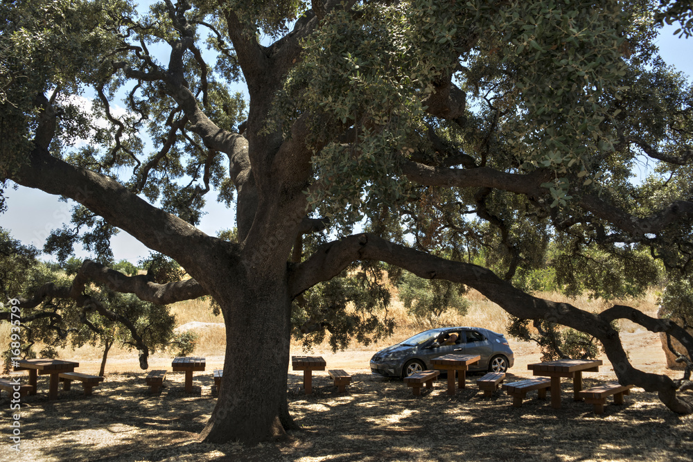 Ancient Olive Tree