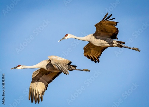Sandhill cranes Flying in formation pattern