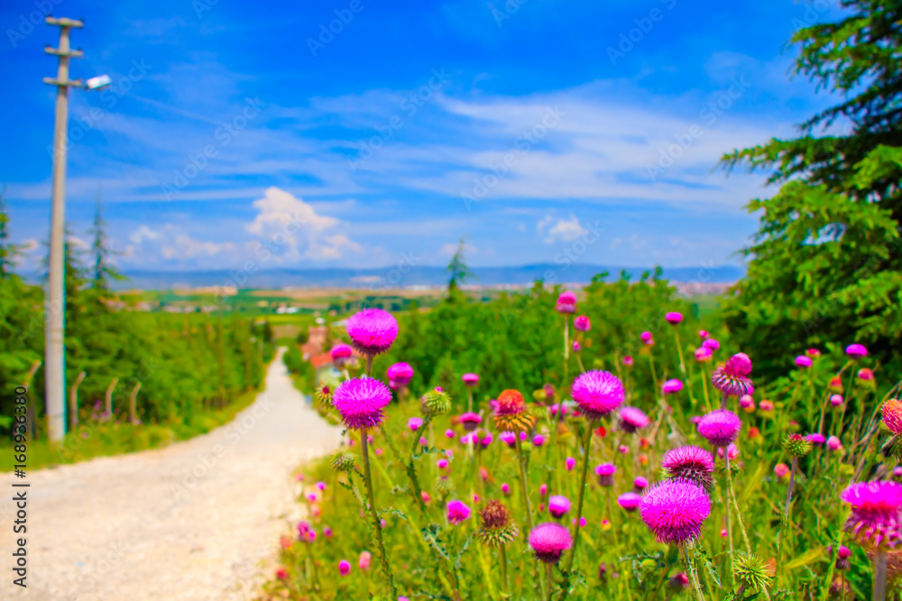 Thistle Thistle