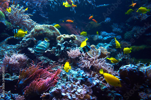 underwater coral reef landscape. Coral garden with tropical fish photo