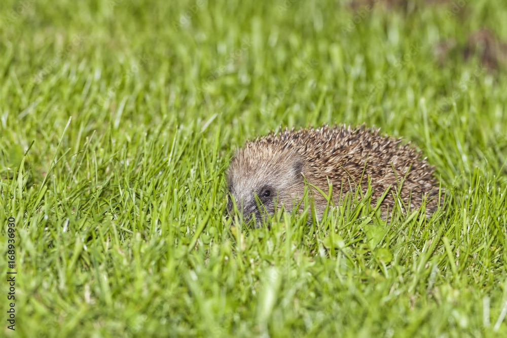 A porcupine scans the ground for the fallen fruit of the trees. A porcupine scans the ground for the fallen fruit of the trees.