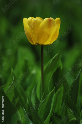  yellow tulip in the garden