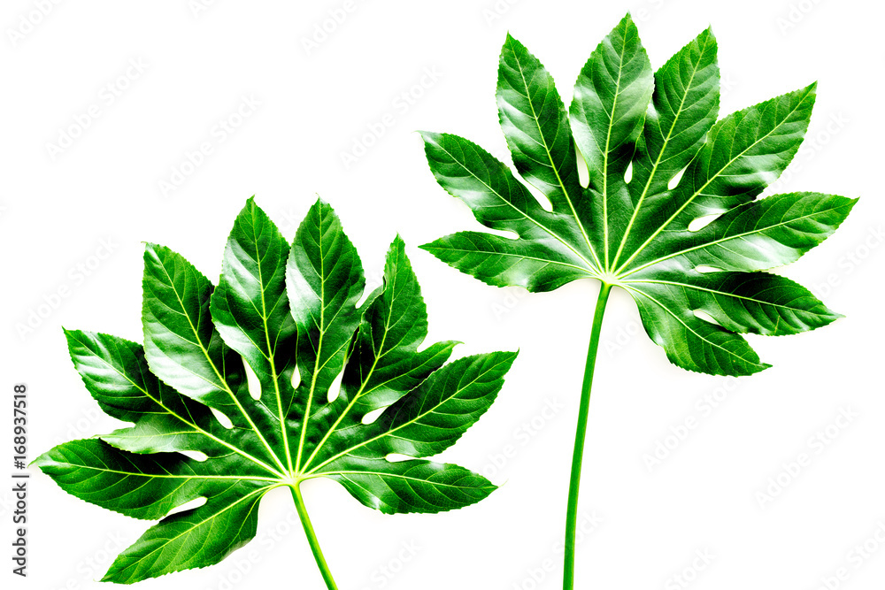 big jungle leaves on white background top view big jungle leaves on white background top view