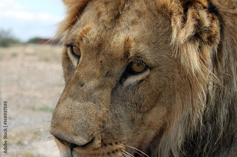 Fototapeta premium Young male lion