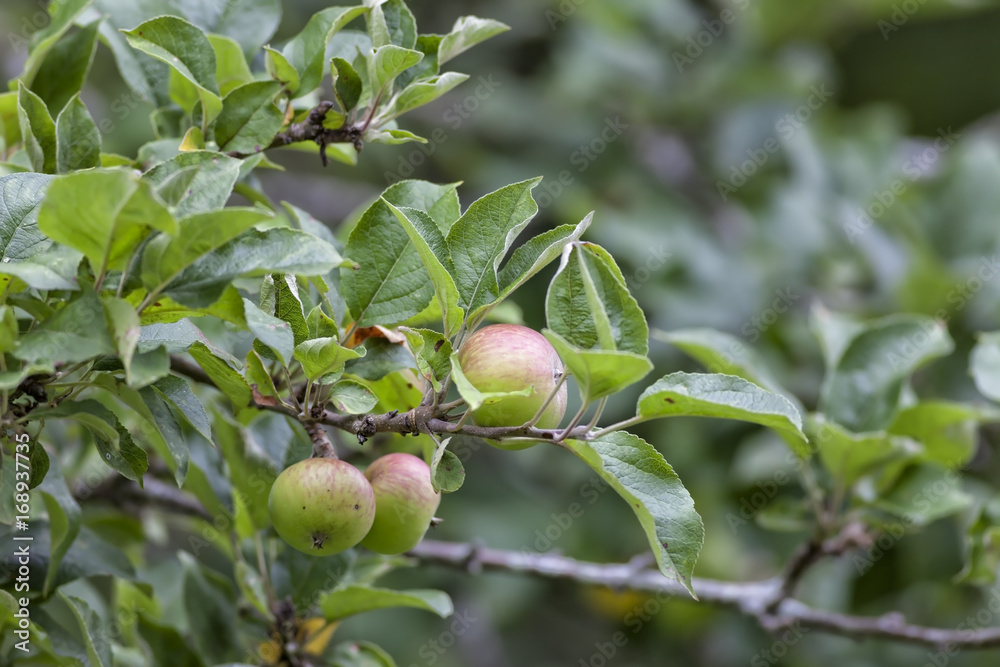Branch of an apple tree loaded with apples. Branch of an apple tree loaded with apples.