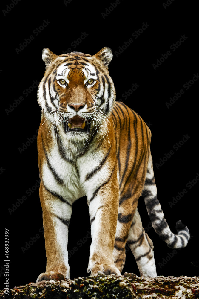 Obraz premium Tiger on black background