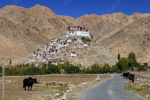 Gompa - Tibetan Buddhist monastery in Ladakh, North India. Road leading to Buddhist monastery with mountains and yaks. Beautiful landscape with Buddhist monastery of white and red colors. photo