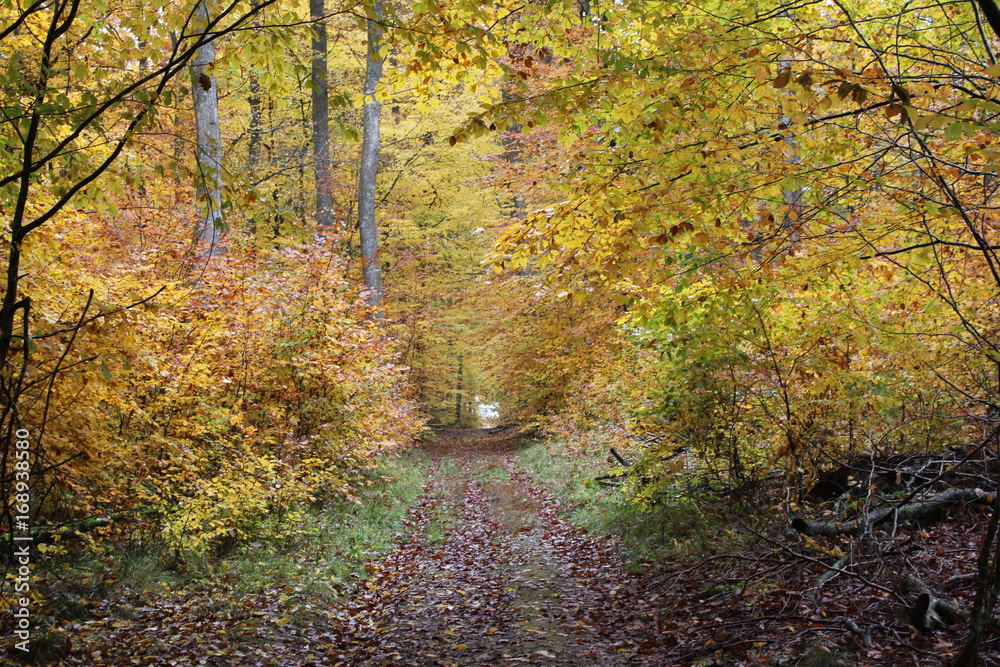 Forêt de l'Elmerforst, Alsace - France