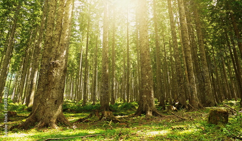 Wald Panorama Sonnenlicht