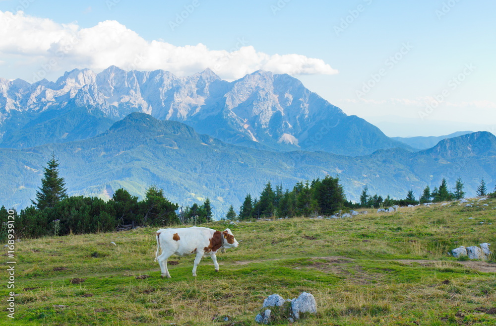 Kuh auf Alm im Gebirge