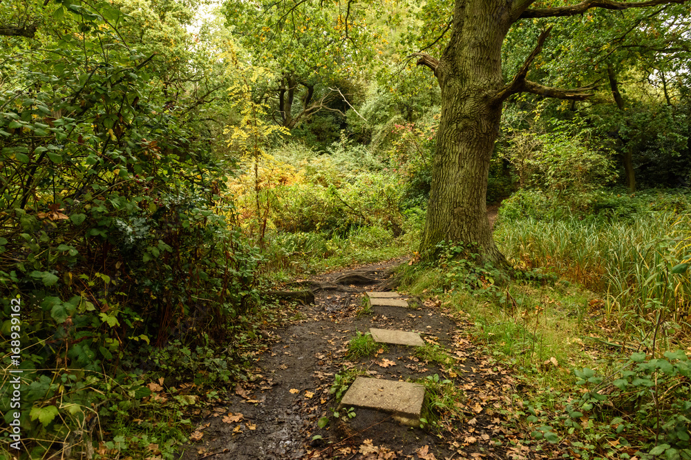 Fototapeta premium Footpath in the autumn forest