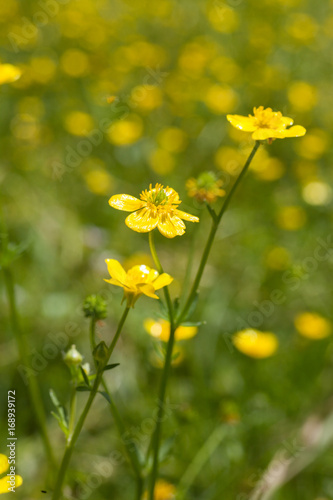 Yellow Wildflowers © BONNIE C. MARQUETTE
