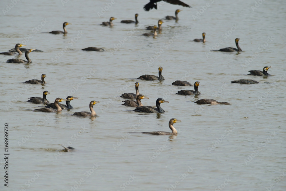 cormorant cormorant