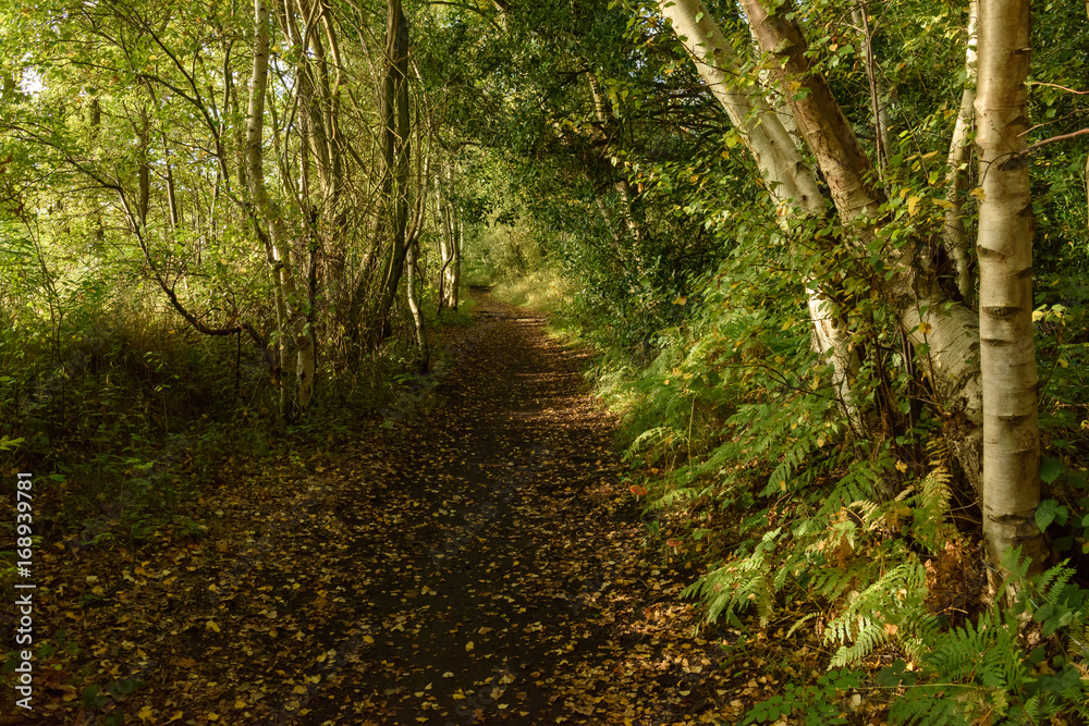 Obraz premium Footpath in the autumn forest