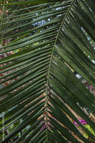 Long palm leaves of dark green color  close-up. 