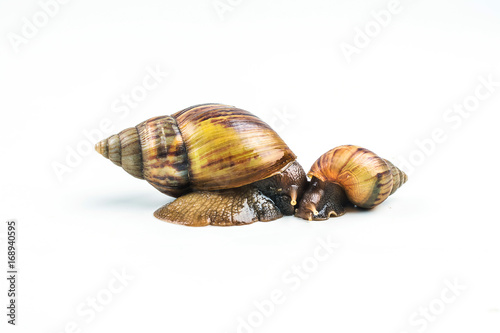 snails on white background ,Can convey the love of family or Love between mother and child