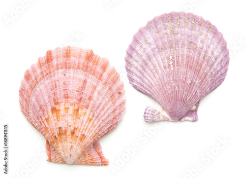 clam mollusc shells isolated on white