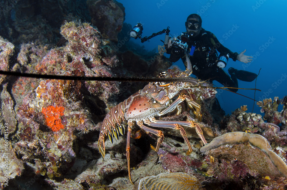 Underwater Life Underwater Life