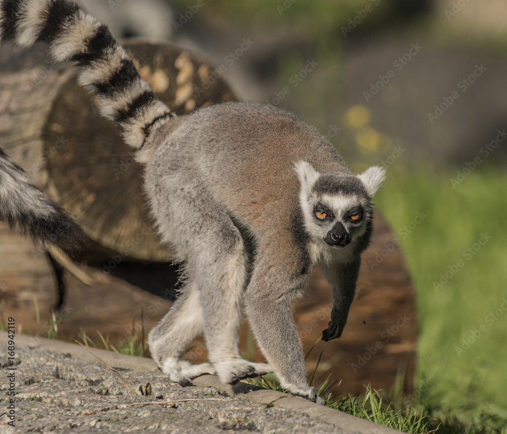 Obraz premium Lemur with striped tail in sunny evening