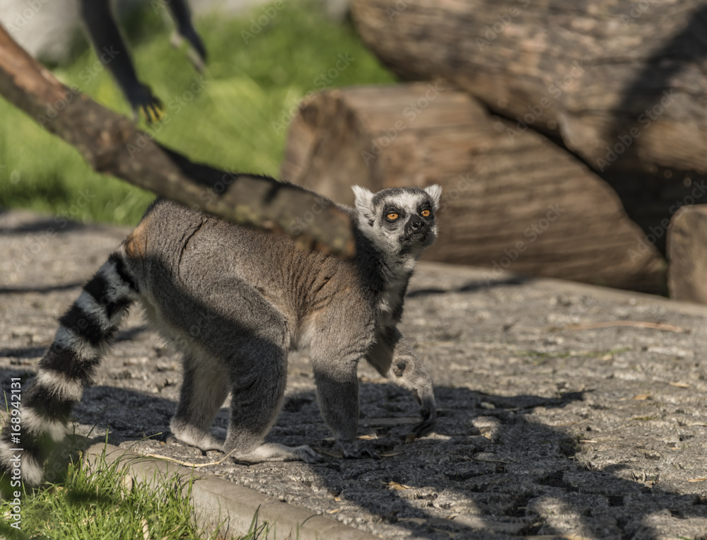 Naklejka premium Lemur with striped tail in sunny evening