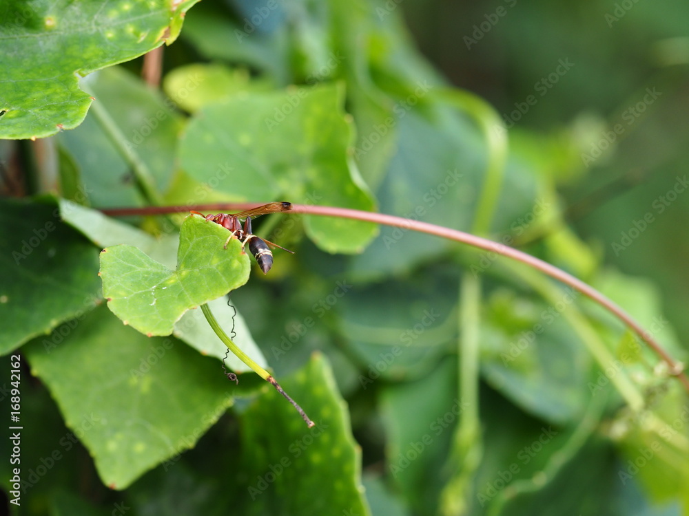 Naklejka premium hornet on ivy gourd leaf