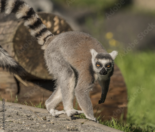 Lemur with striped tail in sunny evening