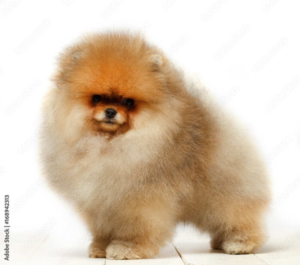 Pomeranian on white background, puppy, dog, isolated Pomeranian on white background, puppy, dog, isolated