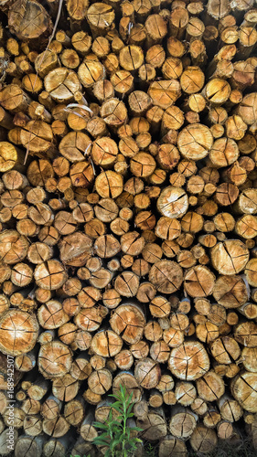 Wood trunks