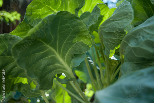 Brussels sprout leaves