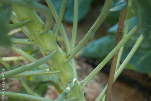 Brussels sprout stem