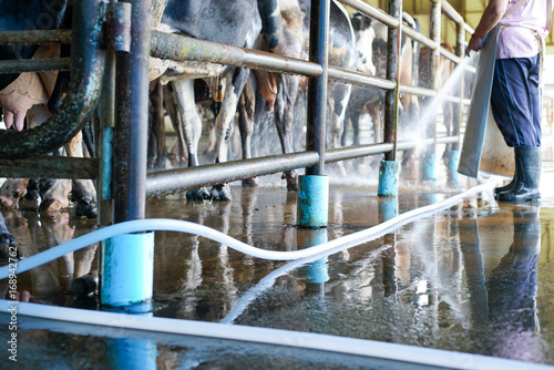 Worker cleaning floor and cowshed in the dairy farm