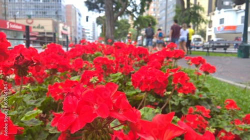 red tulips in the park