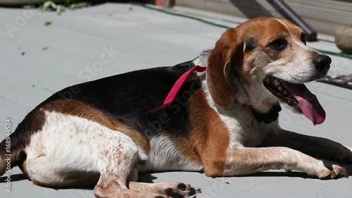 Cute older beagle hound dog sitting on back deck photo