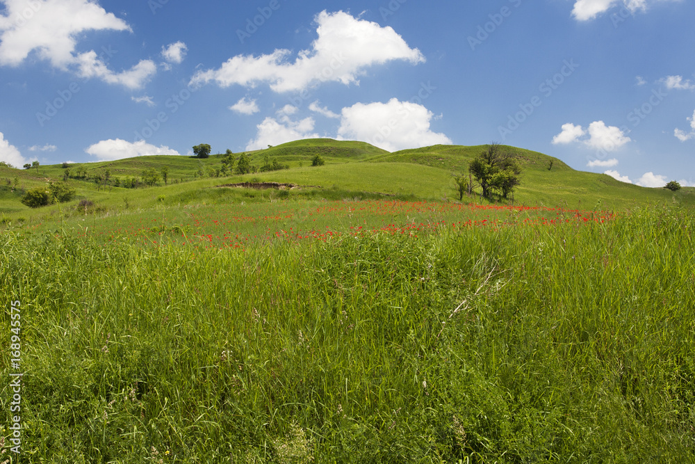 Green hills with poppyseed flowers 