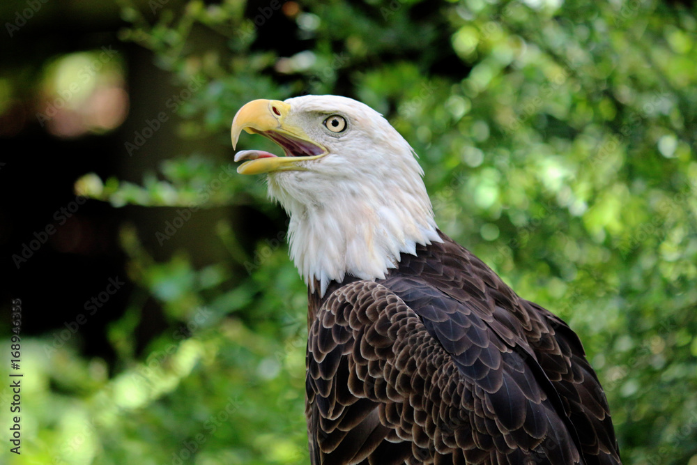 Portrait of a Bald Eagle with his tongue out, making a silly face in his natural habitat. Portrait of a Bald Eagle with his tongue out, making a silly face in his natural habitat.