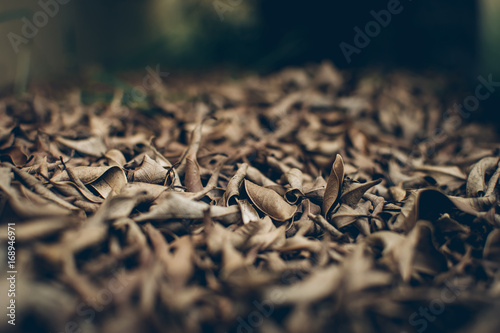 soft focus Dry leaves background,Dried leaves