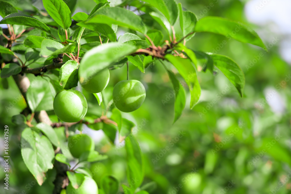 Plum tree