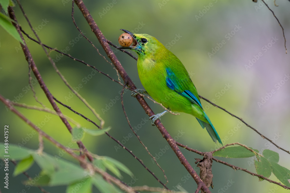 Blue-winged Leafbird eating fruit at Krungshing national park in Thailand.