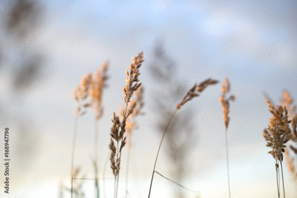 Wheat in front of evening sky blurred background Wheat in front of evening sky blurred background