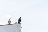 pigeon stand on old billboard
