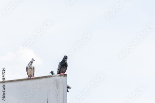 pigeon stand on old billboard © worapongtian