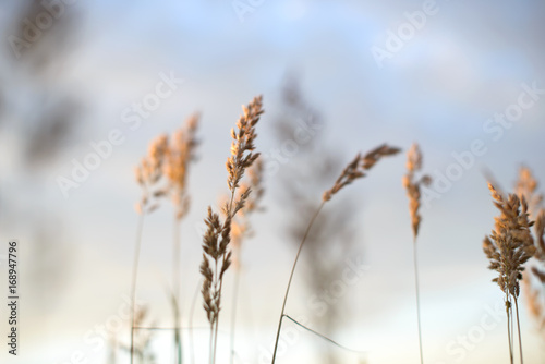 Wheat in front of evening sky blurred background