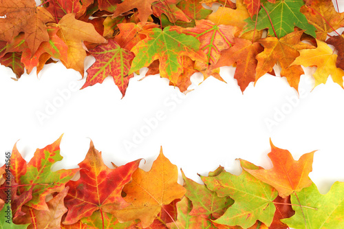 colorful autumn maple leaves frame isolated on white background